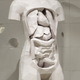 Imagen para el artículo titulado Construye este alucinante modelo anatómico de papel